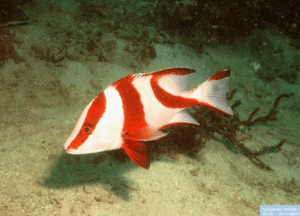 RED EMPEROR