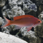 RED FAIRY BASSLET FEMALE
