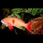 RED PERCH MALE