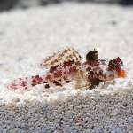RED SCOOTER BLENNY