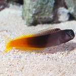 RED TAIL / BICOLOR BLENNY