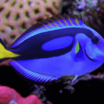 REGAL TANG