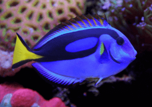 REGAL TANG