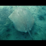 RETICUlATE WHIPRAY
