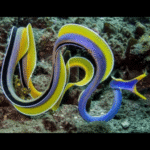 RIBBON EEL