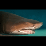 SAND SHARK