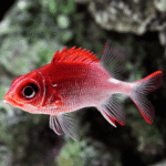 SCARLET FIN SQUIRREL FISH