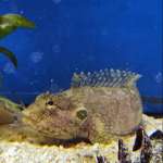 SCORPION BLENNY