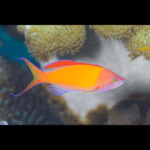 SEA PERCH