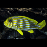 SILVER BANDED SWEETLIP