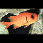 SILVER SPOT SQUIRREL FISH