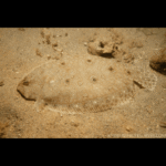 SOLE FISH