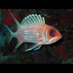 SOLIDER FISH