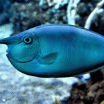 SPOTTED UNICORN FISH