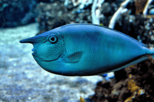 SPOTTED UNICORN FISH