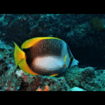 Somali Butterflyfish