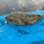 SPOTTED PUFFER