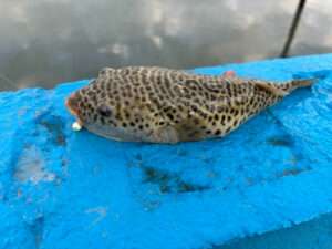 SPOTTED PUFFER