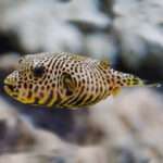 STARRY PUFFER