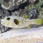 STAR AND STRIP PUFFER