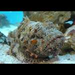STONE FISH  XL
