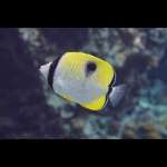 TEARDROP BUTTERFLY    (P)
