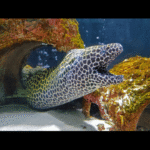 TESSALATA EEL