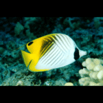 THREAD FIN BUTTERFLY