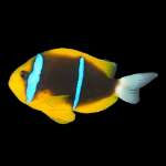 TWO STRIPE CLONE