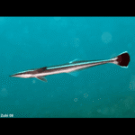 WHITE TAIL REMORA