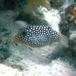 WHITE SPOTTED PUFFER