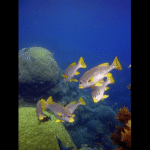 YELLOW BANDED SWEETLIP