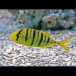 YELLOW BLACK CARANEX   L