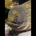 YELLOW EDGED EEL