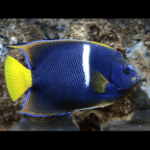 YELLOW FIN ANGEL