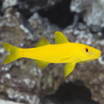YELLOW GOAT FISH