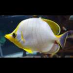 YELLOW HEAD BUTTERFLY    (P)