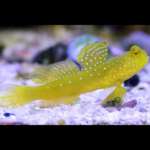 YELLOW PRAWN GOBY