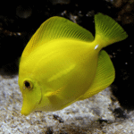 YELLOW EYE SERGEON