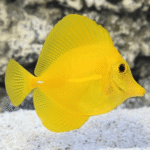 Yellow Eye Tang-JUV