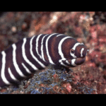 ZEBRA EEL