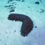 BLACK CUCOMBER