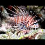 SPOTFIN LIONFISH